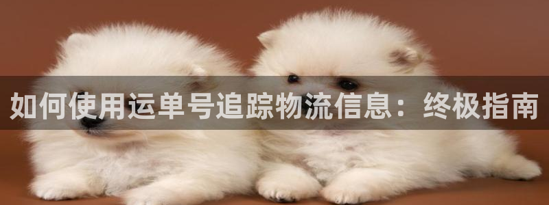 28圈预测网
