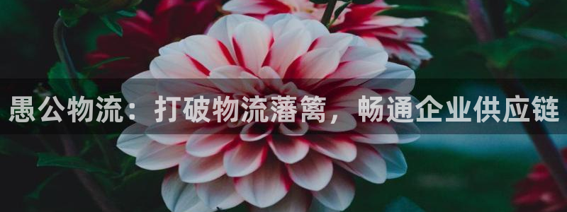 28圈大神预测