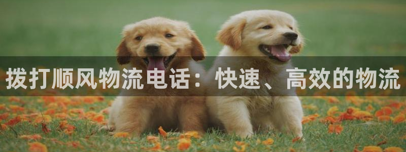 28圈旗下：拨打顺风物流电话：快速、
