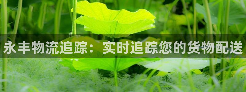 28圈预测：永丰物流追踪：实时追踪您