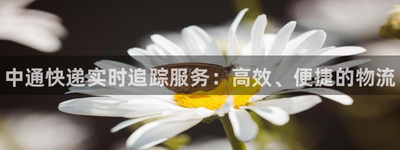 28圈忘记账号：中通快递实时追踪服务：高效、便捷的物流